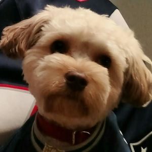 Meet your Posher, Audrey